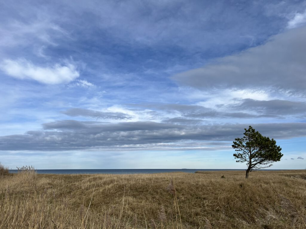 Auf dem Foto sieht man eine einzelne Kiefer in einer Landschaft, die von braunem Gras bedeckt ist. Im Hintergrund ist ein schmaler Streifen Ostsee sichtbar und ein weiter Himmel mit weißen und grauen Wolkenbändern
